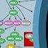 How To Characterize Immune Responses With Flow Cytometry
