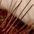 Face Off With The Fire Urchin S1 E6 Kings Of Pain Full Episode