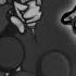 VS Mouse Another Side Homicide Full Ost