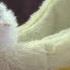 Смешные коты и котята Милахи коты Самые красивые и милые Коты