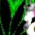 Mgng Myna Mint1
