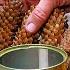 I Wrapped Spruce Cones Around A Tin Can And This Is What Came Out Of It If You Watch To The End