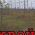 За клюквой на топкое болото