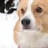 CHRISTMAS DAY Topi The Corgi