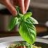 Basil The Natural Secret That Almost No One Uses