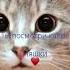 НУ И КОНЕЧНО Котики Мяу мяу активпж колобанга песня котики