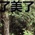 眼中有泪心中有你