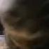 Chipi Chipi Chapa Chapa Cat 1 Minute Shorts Fypシ
