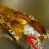 ХАРДКОР внутри ИНЖИРА Фиговые осы Nature Facts Interestingfacts Insects Animals
