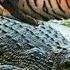 10 Animals Messing With The Wrong Opponent