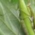 Богомол Mantis Religiosa Linnaeus 1758