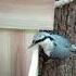 Поползень всё понимает The Nuthatch Understands Everything