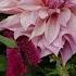 August Cut Flower Garden Update Lisianthus Dahlias Benary S Giant Zinnias