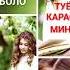 караоке минус Чор боги боло минуси точики караоке точики караоке точ Karaoke Toj минуси туёна