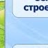 Тип Хордовые Тема 31 Системы органов земноводных строение функции