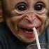 Baby Monkey S Big Sips And Bigger Giggles