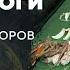 Археологи против реконструкторов Иван Семьян Родина слонов 290