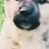Dog Puppy Cute Barking Viralshorts Youtubeshorts Dogpuppy