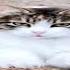 Do You Pee In Your Tank Or Your Cat Pennies And Pee
