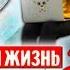 НОВАЯ ТАЙНАЯ ЖИЗНЬ Домашних Животных 2 Собака Джина и Хомяк Эдди Elli Di Pets