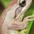 Four Adelaide Frogs