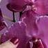 Phal Malwa мальвина цветочек 12 см обзорорхидей Phal Orchid