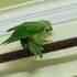 My Parrot Vibing To The Music