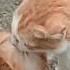 Kucing Kawin Mating Cat Cats Matingcats Catslover Pecintakucing Kucing