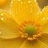 The Most Beautiful Music In The World Listen To This Music And You Will Feel Better 5