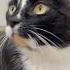 Симба лапка царапка котики симба Cat веселыекоты кот прикольныекоты симбасимбалапкацарапка
