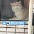 開始 這貓 真沒禮貌 結尾 你真是活該被罵 Cat Cute Funny Shorts Catshorts