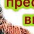 Эзотерика Вебинар Как Изменить Судьбу и Привлечь Успех