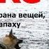 ВЕО на ЗКС защитно караульная служба дрессировка Испытания по ЗКС Собака Лера