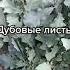 Дубовые листья Польза Народная Медицина Shorts