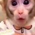 Cute Monkey Smile Shorts Ytshorts Smile Mankey улыбка рекомендации подпишись