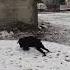 Когда я одеваю костюм Shorts Funny Comedy Dog Youtubeshorts