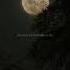 In The Stars Sami Rose Aesthetic Song Viralsong Lyrics