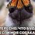 Собака видит бабочку