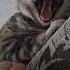 Доброе утро Масяня просыпайся Cat Catlover котик кошка кот Funny котики Cute