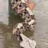 Gaboon Vipers Are So Beautiful