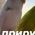 Как приручить взрослого попугая