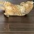 Two Cats Fight With Each Other 1188136