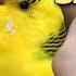How To Breed Budgies 8 Tips For Successful Breeding