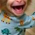 Baby Monkey Laughing