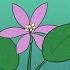 Plants Diversity Structure Adaptations