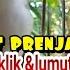 Masteran Gacor Kompilasi Prenjak Lumut Vs Prenjak Klik Klik Gacor