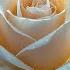 The Most Beautiful Music In The World Listen To This Music And You Will Feel Better 6