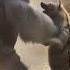 Gorilla The Jungle Champion Emerges African Wild