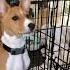 This Basenji Is My Best Friend Shorts