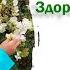 Экосистема женского здоровья микробиом женщины